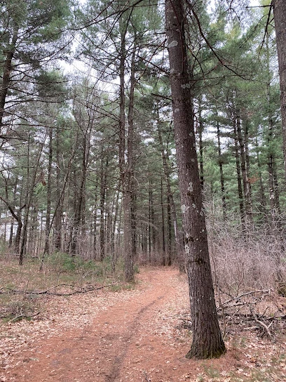 Sand Dunes State Forest
